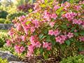 معرفی و شرایط نگهداری وایگلا (Weigela florida)؛ آبیاری، نور و هرس